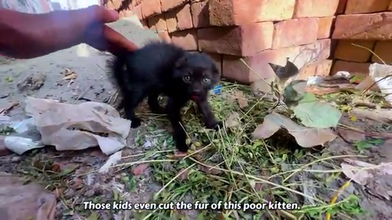 Amazing transformation from an aggresive wild beast to lovable kitten