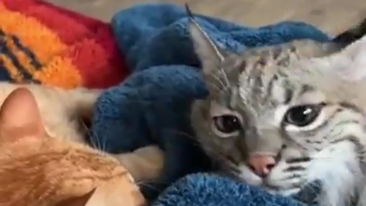 Bobcat protects house cat friend