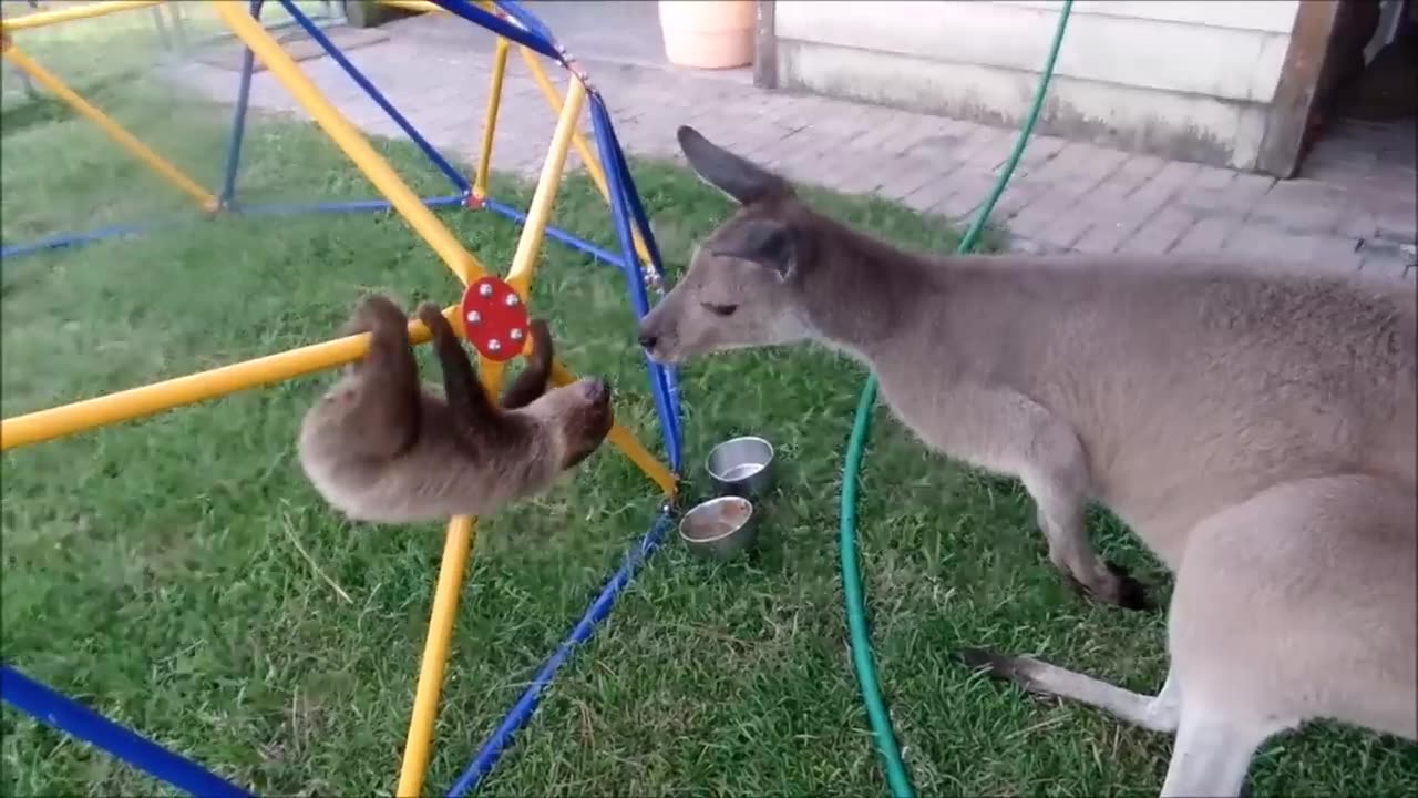 Baby Sloths Being Sloths