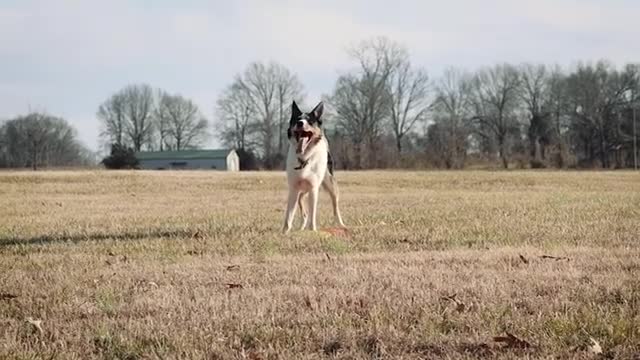 Dog playing vadio