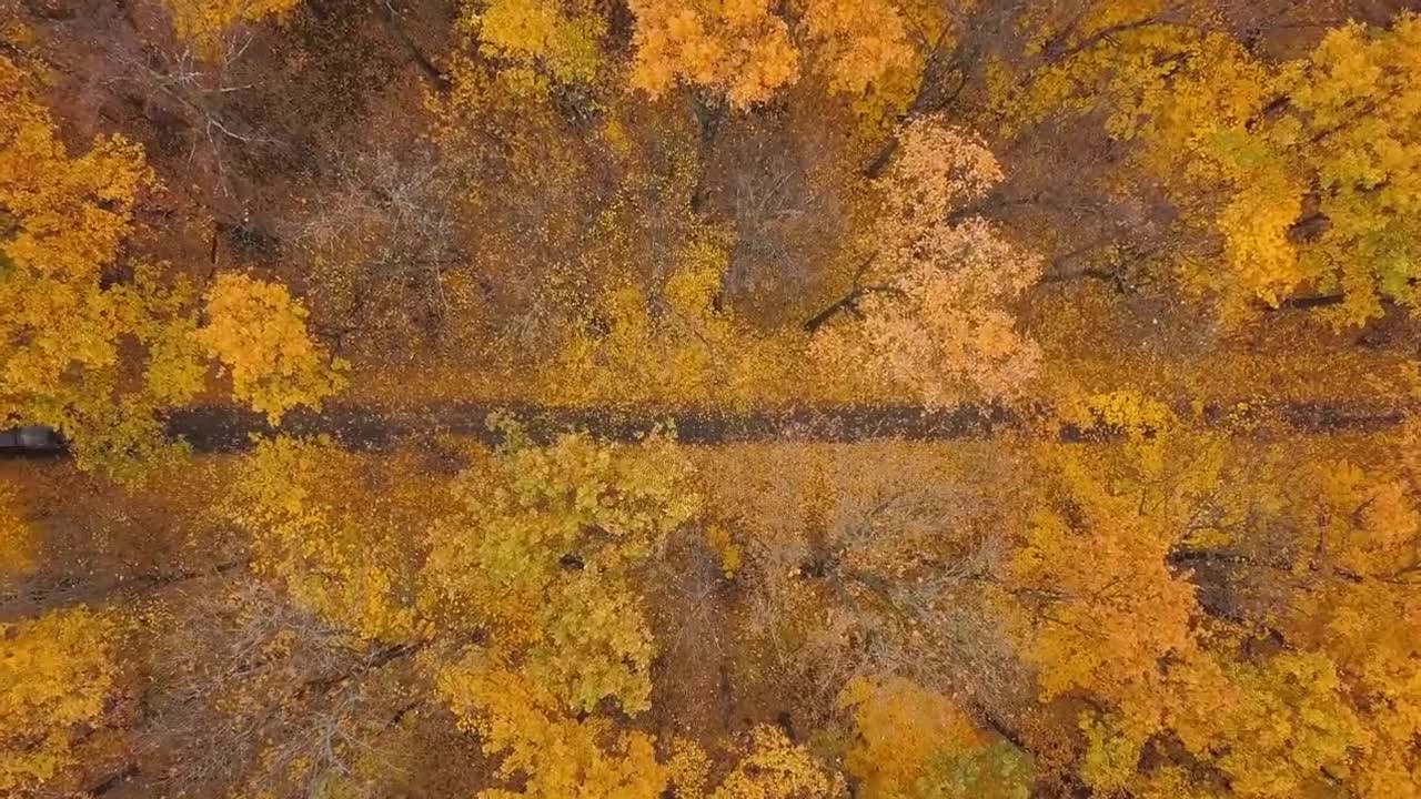 Enchanting Autumn Forests with Beautiful Piano Music