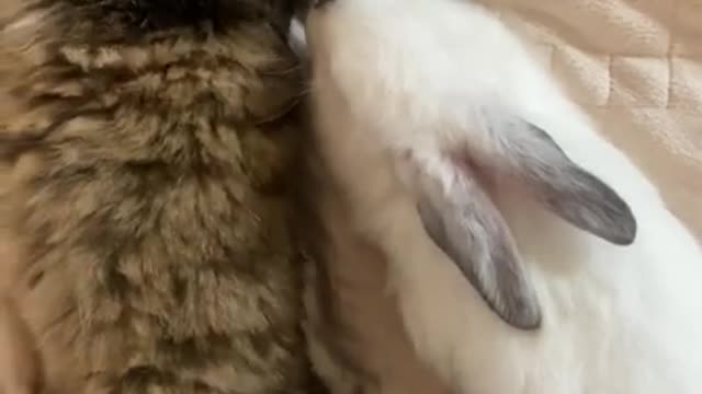 Cat and rabbit videos so funny video