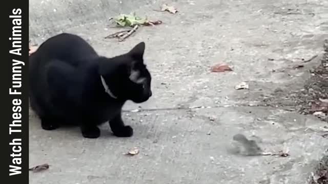 Funny Animals Video - Please Try To Don't Lough