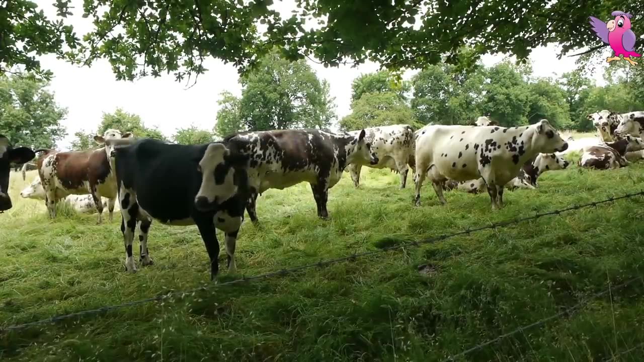 Cows mooing and grazing in a field