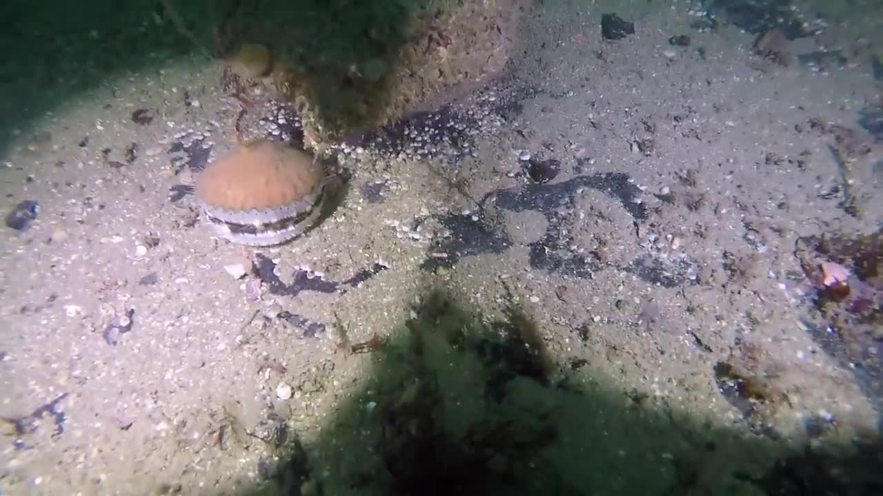 Flying Scallops show - Sound of Mull. Diving with GoPro Hero4