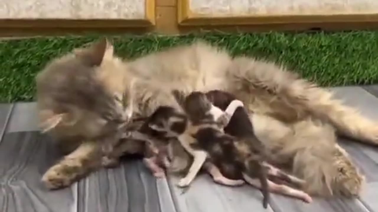 Prophet Muhammad (PBUH) Said have Rights cats and Dogs