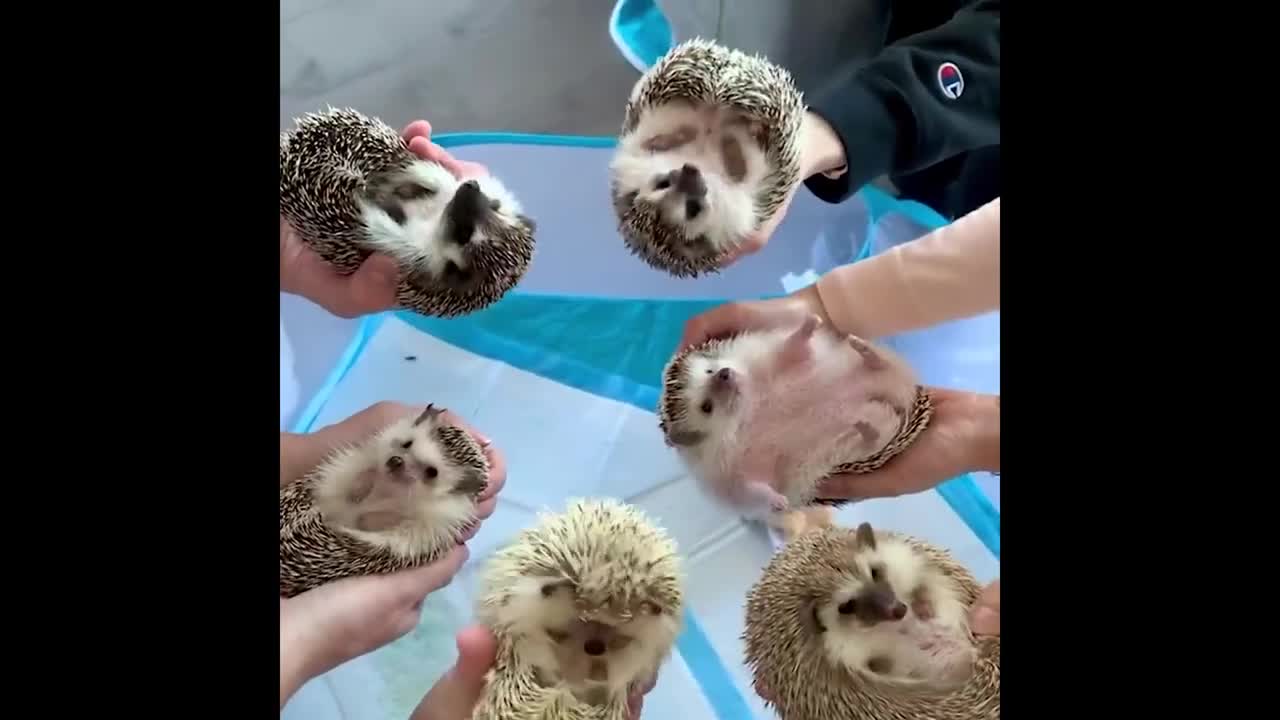 Funny Animals