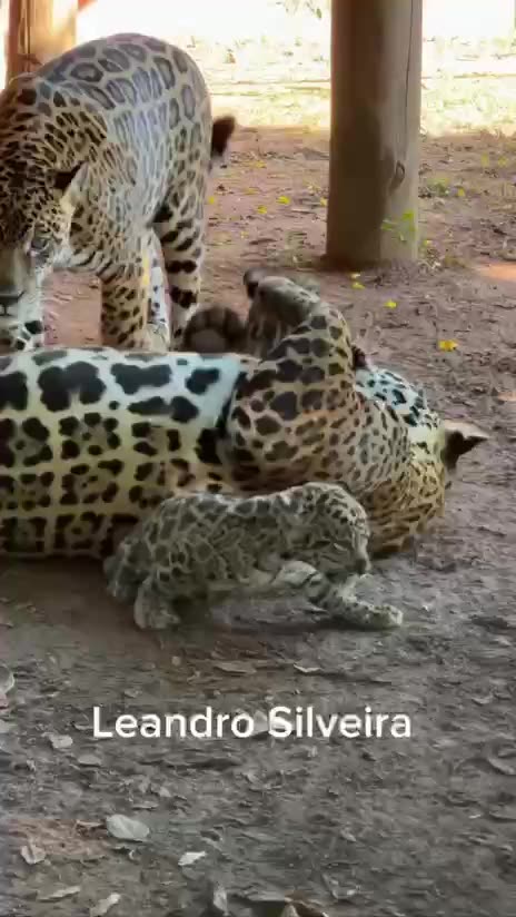 Mom wasn’t happy with the way dad was playing with the kids