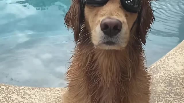 Wet Dog Wearing Sunglasses Sits By Swimming Pool