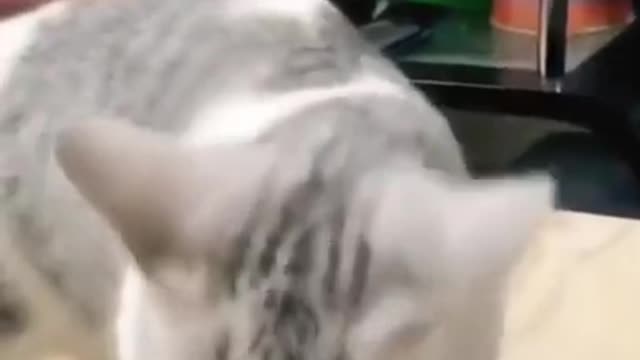 Cat Trains Human #Shorts 😍🐈👋 Funniest Cat Ever.