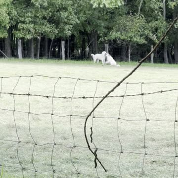 Beethoven barking over his bone