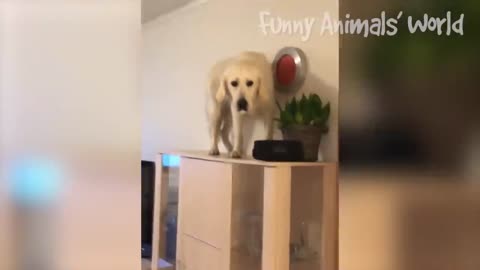 Funny cat and dogs