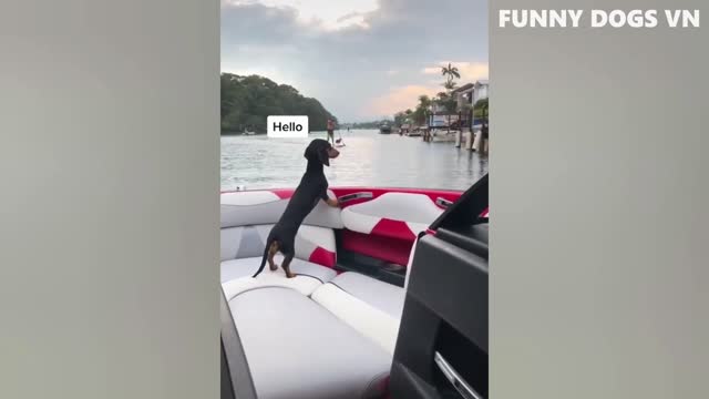 Dog Funny videos 1