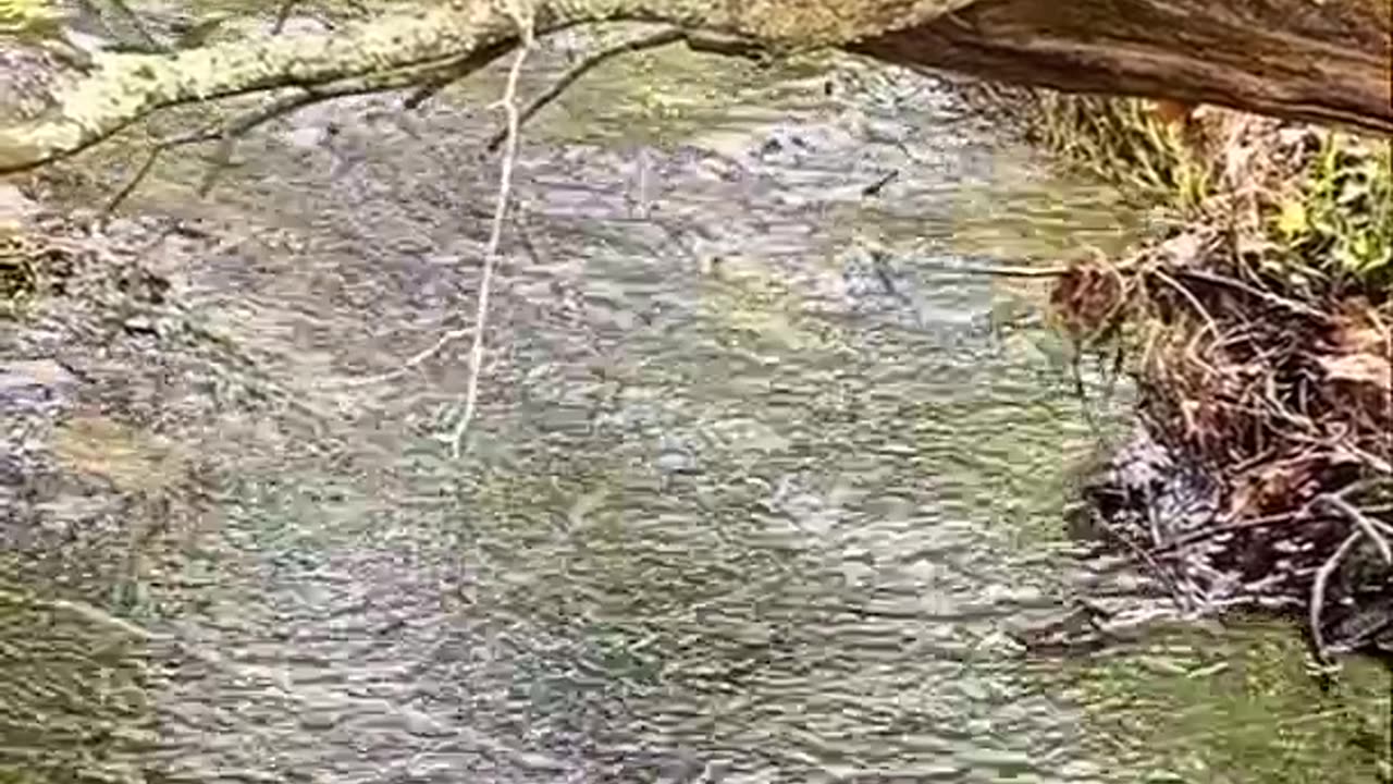 PEACEFUL STREAM