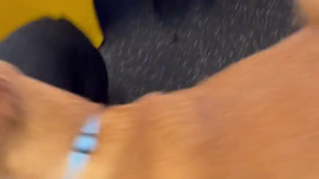 Rocky looks traumatized