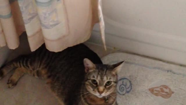 Beautiful and Funny Cat 01