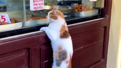 when the cat climbs to ask for food in the restaurant