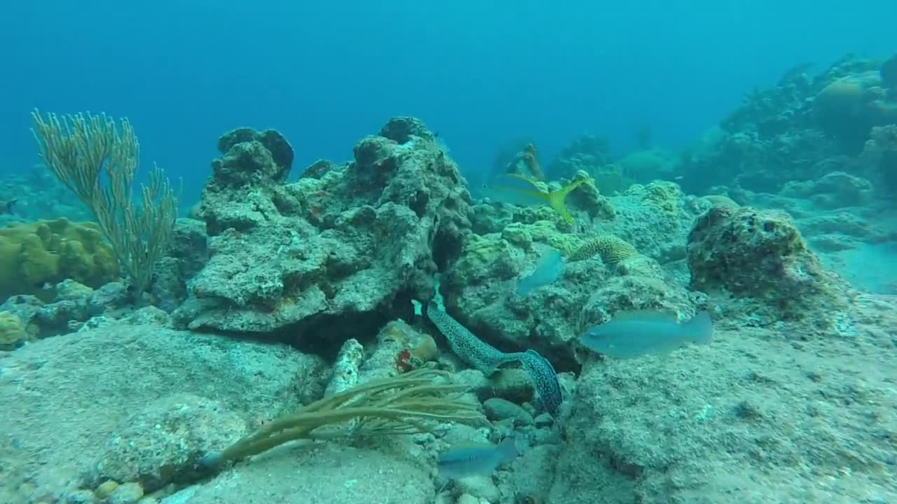 A Moray Eel Swimming Through Rocks Under The Seafloor