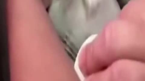 Funny animals - Funny cats video - Funny animal videos 2023