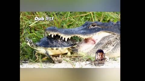 Funny animal video| lolodile 🐊 funny dub video 😂 | lolodile sewa | crocodile funny video |