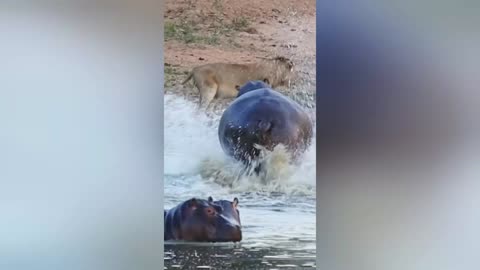 Angry hippo charges lion drinking her home 🤣