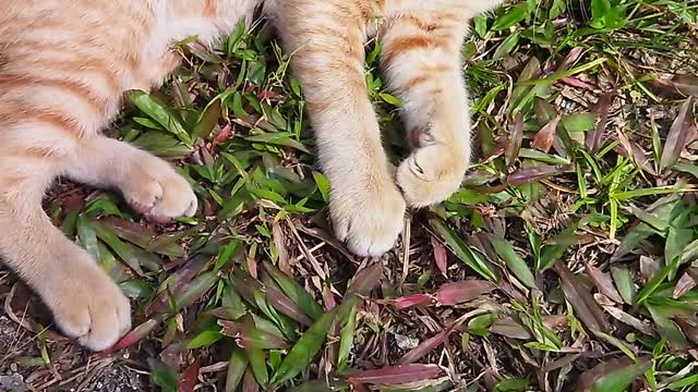 My cat Mewty is fighting with me.