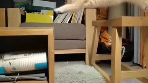 CAT VIDEO