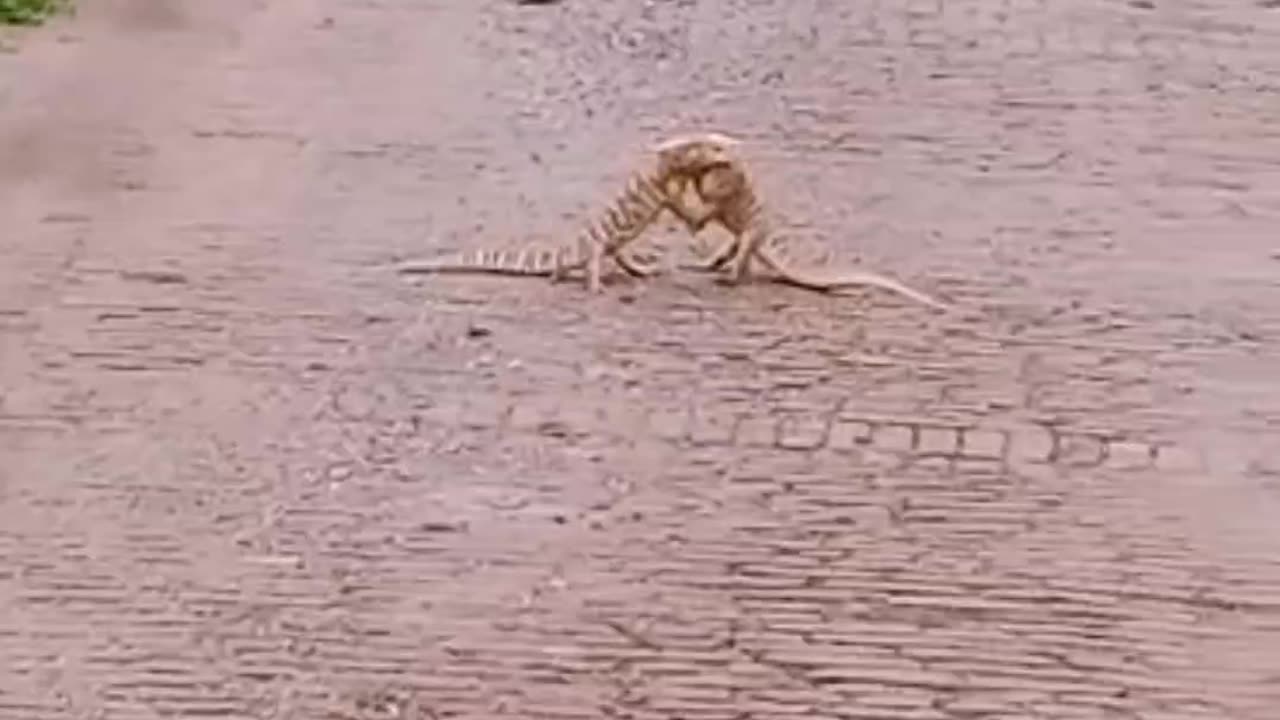 Lizards fighting