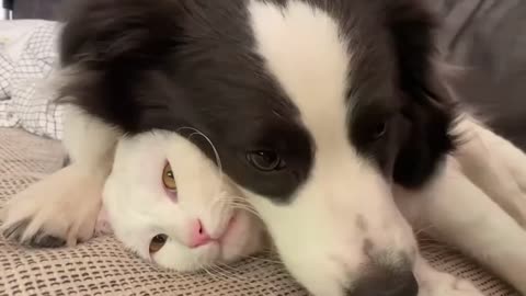 A sheepdog who likes to play with cats