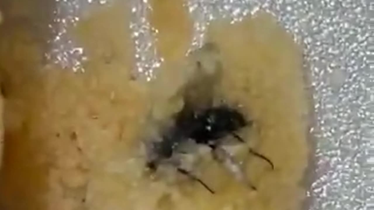 [Greensboro, NC] NCAT Student Finds FLIES in her Friend's Cake