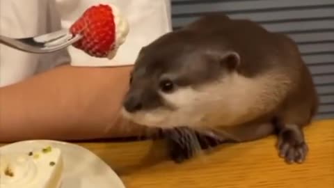 funny animal voice