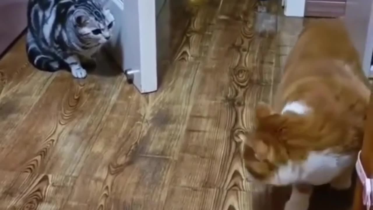 Compilation Funny Pets Video 9