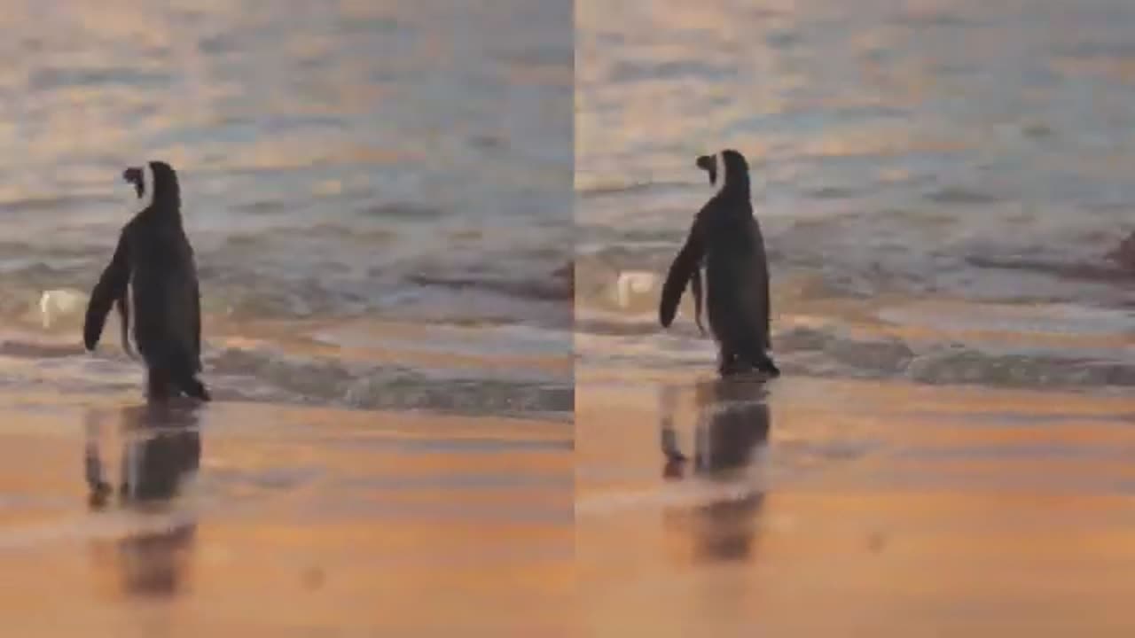 Penguins Waddling Around