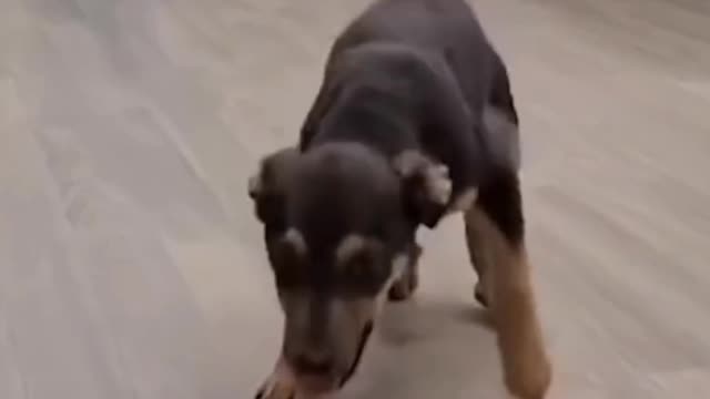 Dancing Dog Cute Funny Video