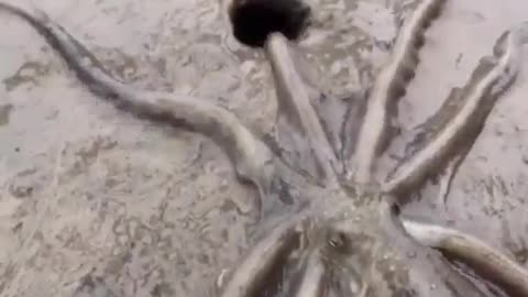 Large octopus entering a hole on the beach.