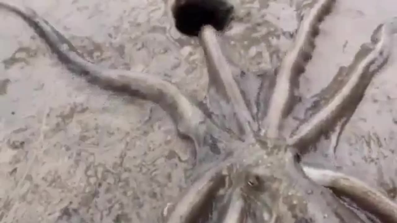 Large octopus entering a hole on the beach.