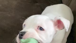 Puppy Learning how to play tug of war