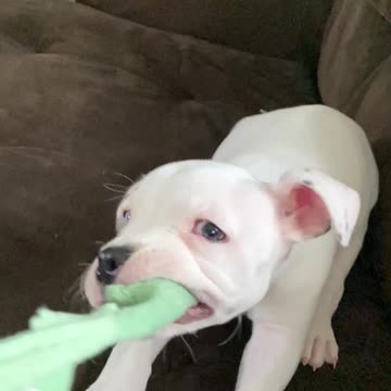 Puppy Learning how to play tug of war