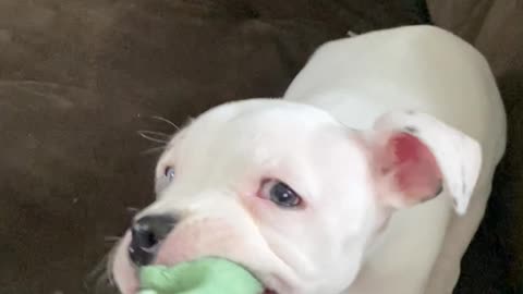 Puppy Learning how to play tug of war