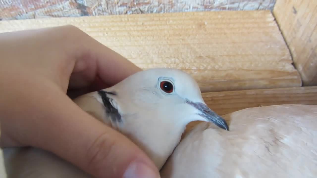 Doves cooing