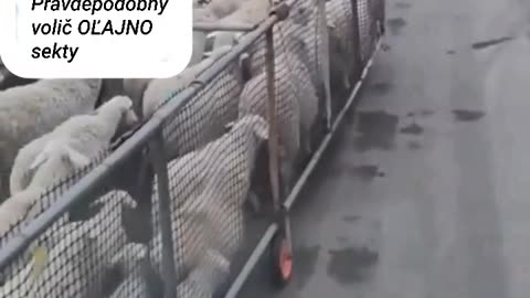 Ovce a ovčané