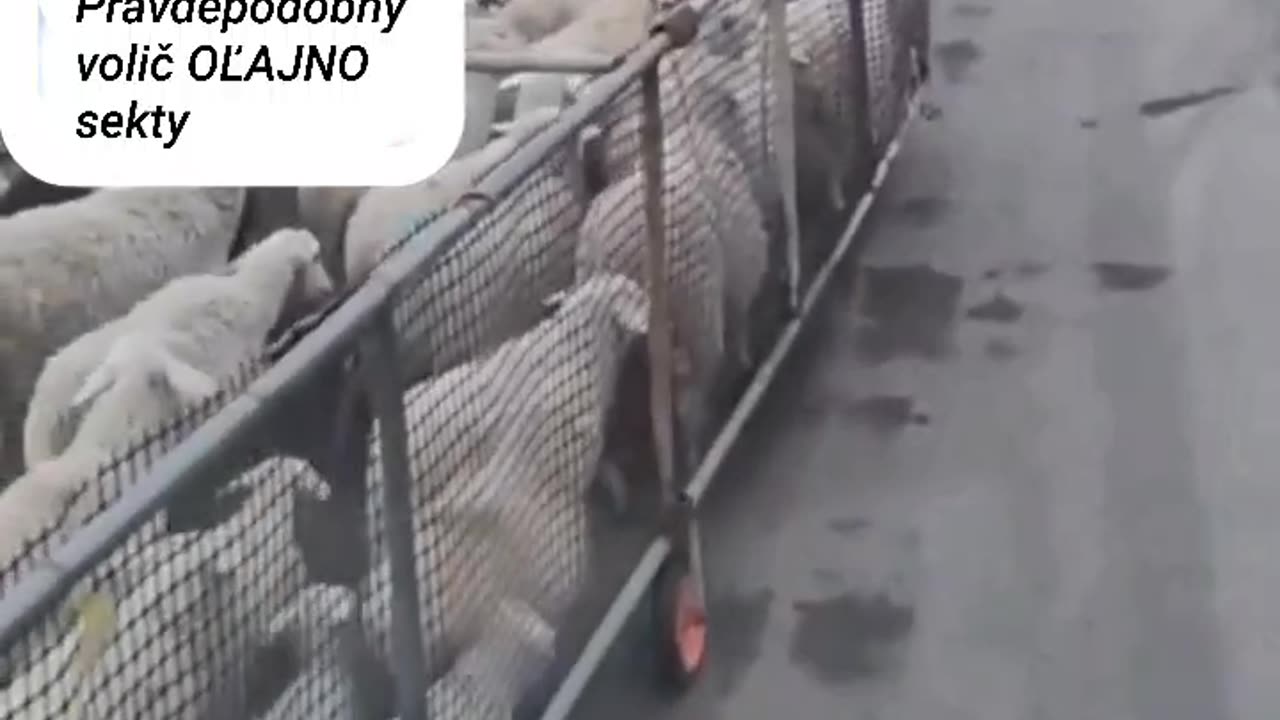 Ovce a ovčané