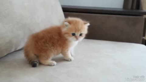 scared kitten