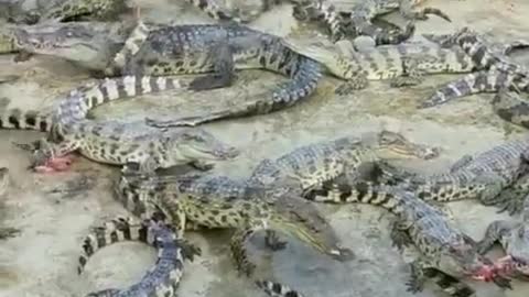 A group of crocodiles