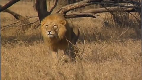 Loin attack// dangerous attack