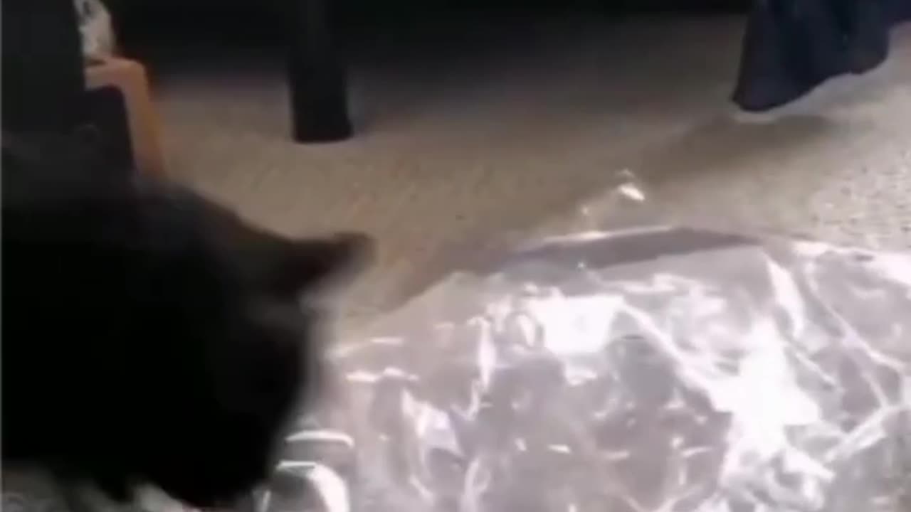 🐱 Funny cat videos - cute cats - Try not to laugh - Cat videos Compilation #shorts 🐈_28
