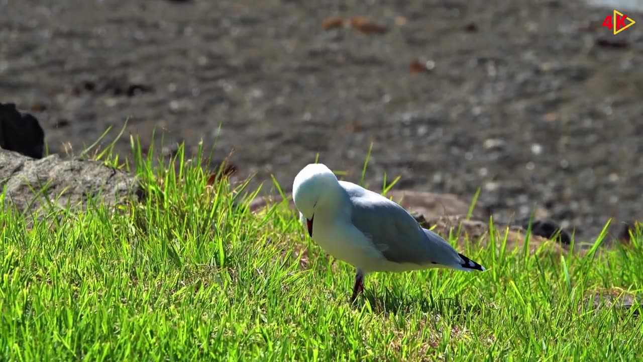 Color full birds