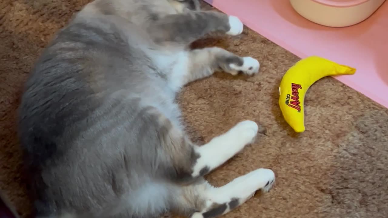 Adorable Playful Kitty Cat Playing!