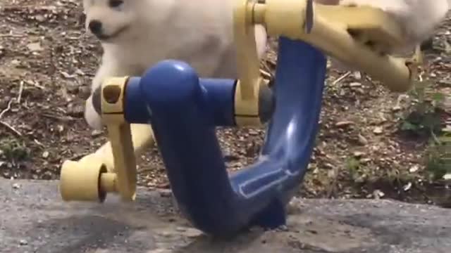 the two dogs try to exercise but fail