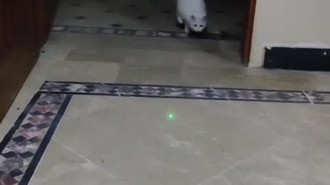 Cute and funny cat video.